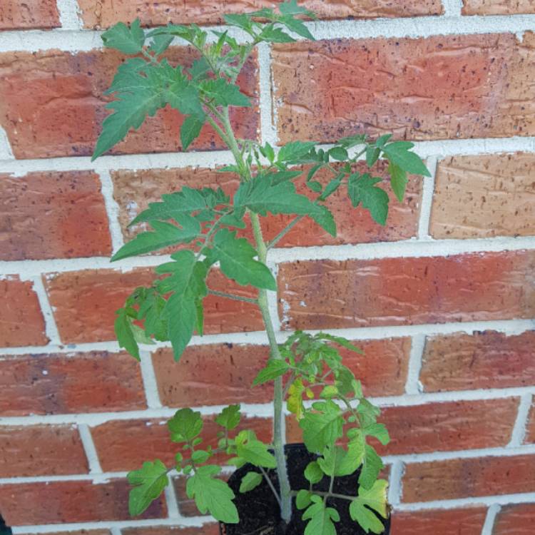 Plant image Solanum lycopersicum 'Apero'