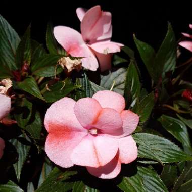 New Guinea Impatiens