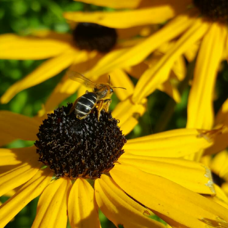 Plant image Helenium 'Rubinkuppel'