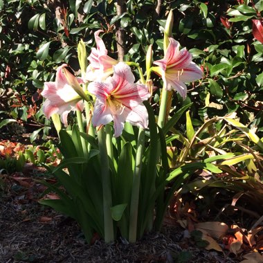 Hippeastrum