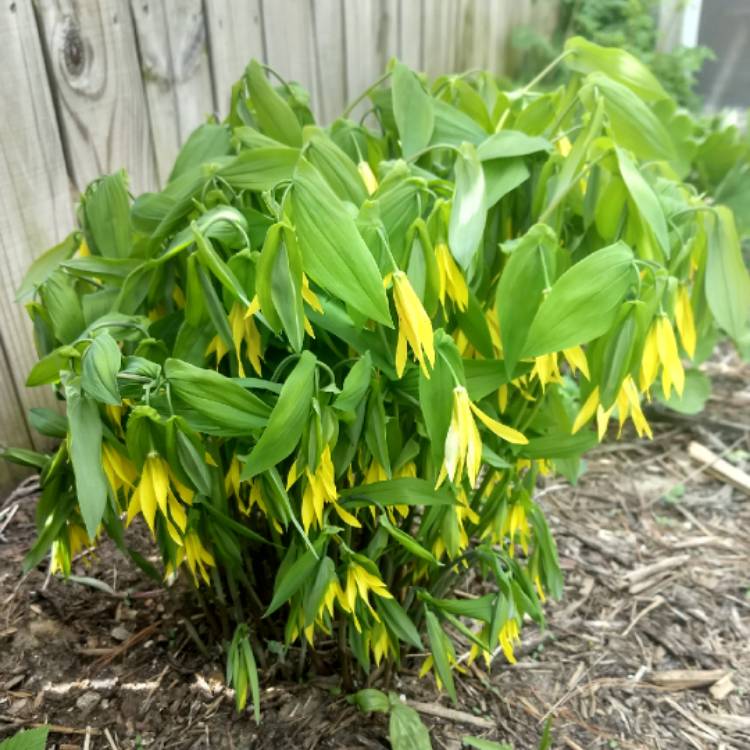 Plant image Uvularia grandiflora