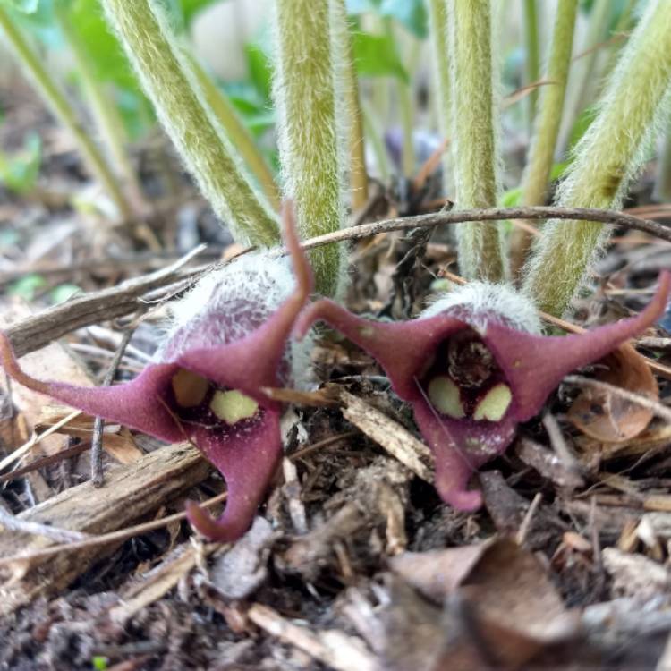 Plant image Asarum canadense