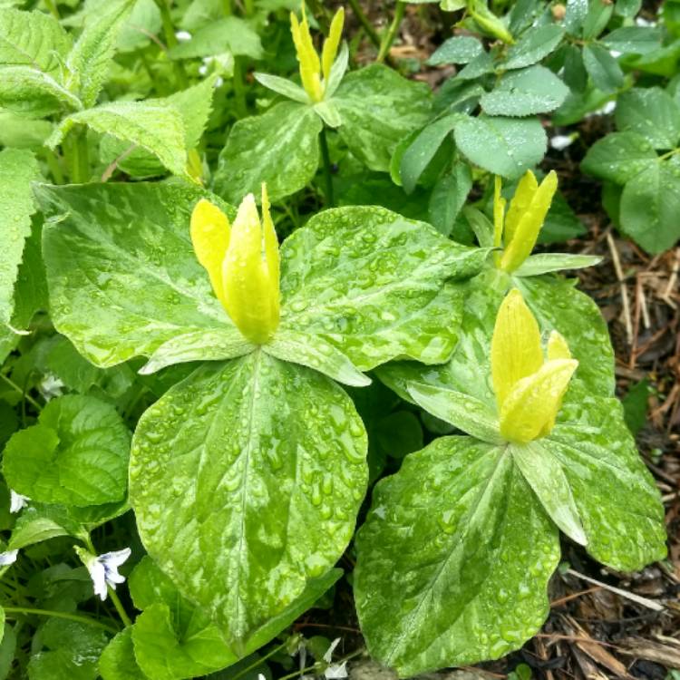 Plant image Trillium Luteum