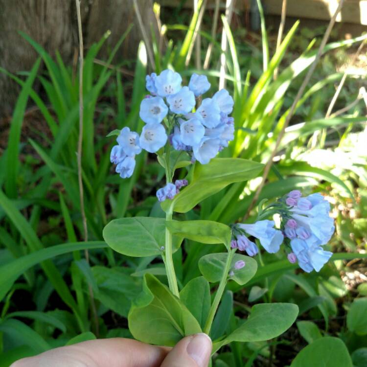 Plant image Mertensia virginica syn. Mertensia pulmonarioides