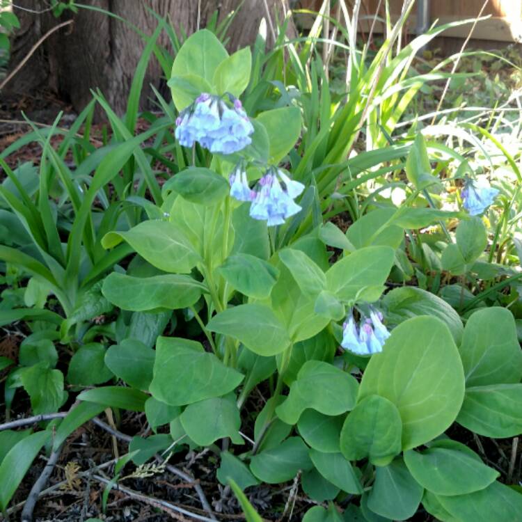 Plant image Mertensia virginica syn. Mertensia pulmonarioides