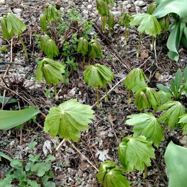 Podophyllum peltatum