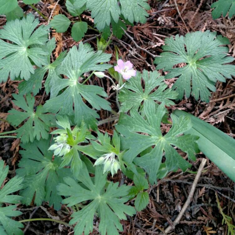 Plant image Geranium maculatum