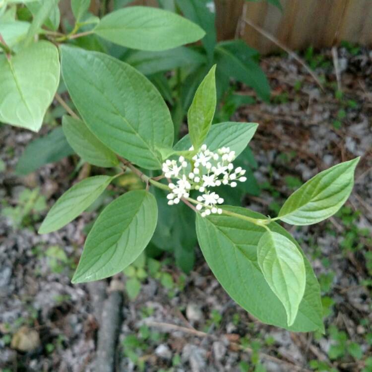 Plant image Cornus sericea