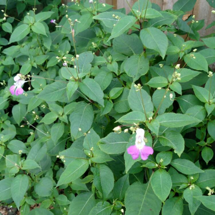 Plant image Impatiens balfourii