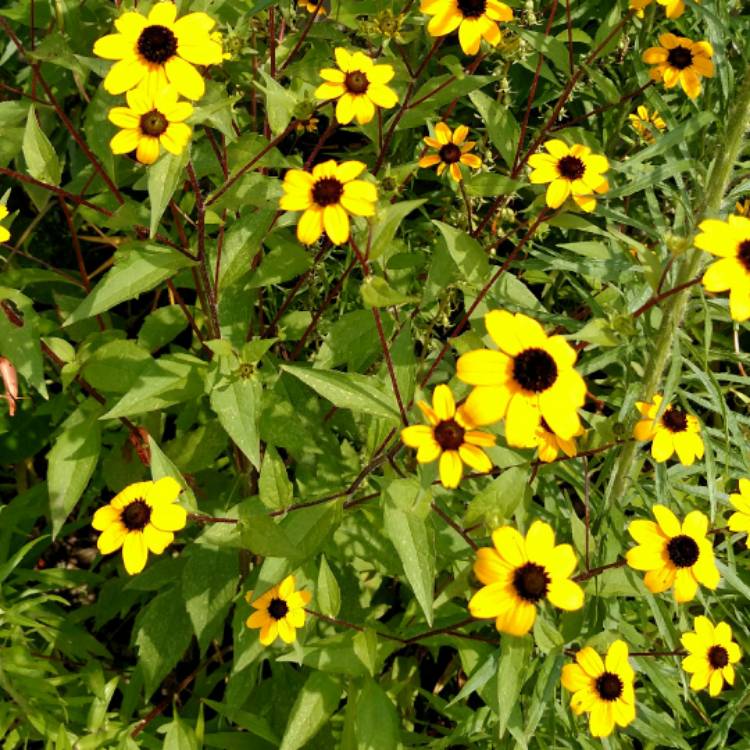 Plant image Rudbeckia 'Horrid'