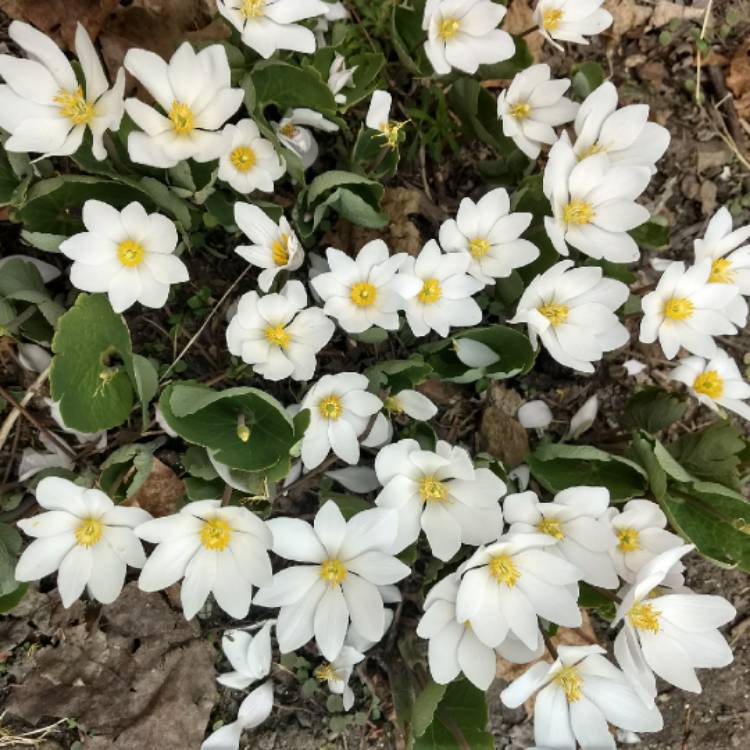 Plant image Sanguinaria canadensis