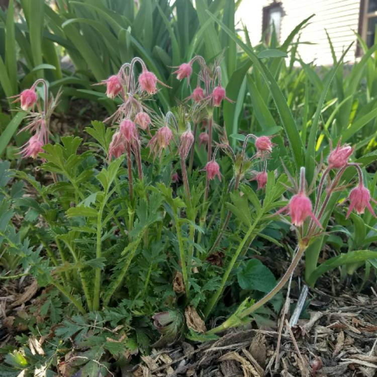 Plant image Geum triflorum