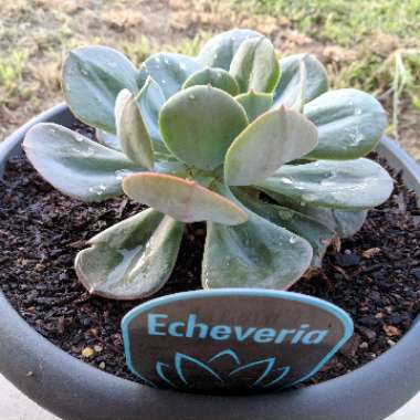 Echeveria