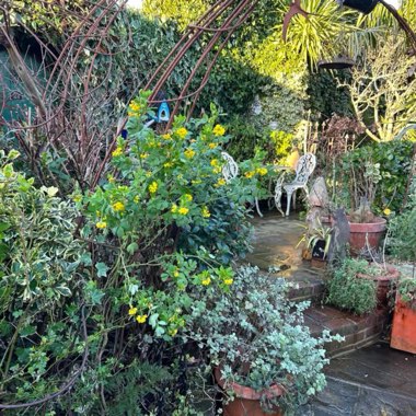 Geoff's garden