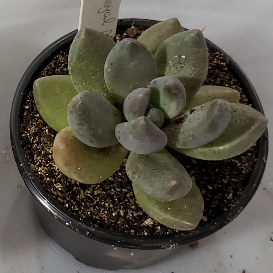 Plant image xGraptoveria Royal Flush