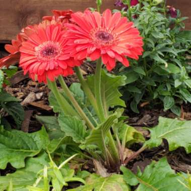 Gerbera Daisy