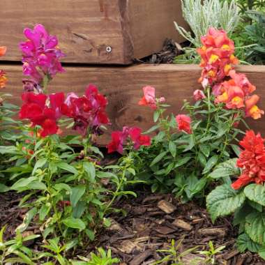 Snapdragon 'Night And Day'