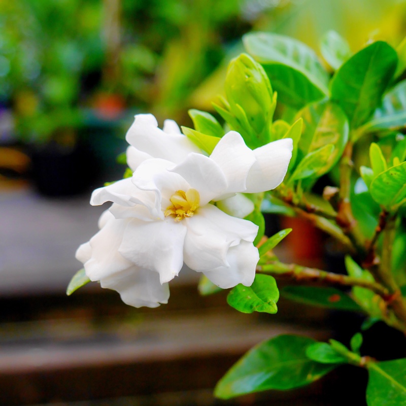 Gardenia Jasminoides