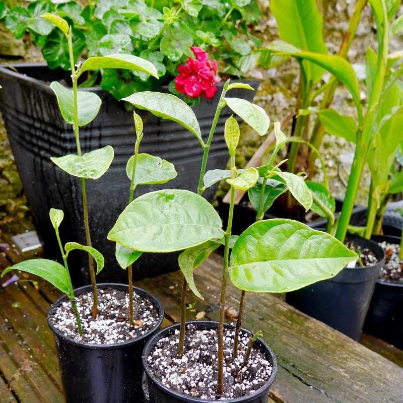 Plant image Artocarpus heterophyllus