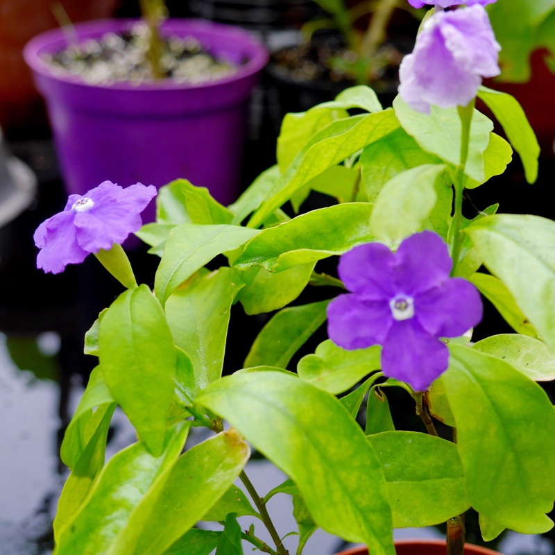 Plant image Brunfelsia pauciflora syn. Brunfelsia calycina