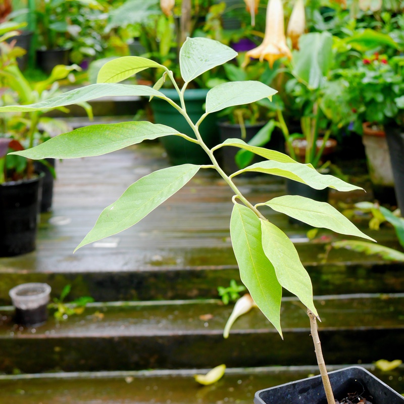 Plant image Annona Atemoya