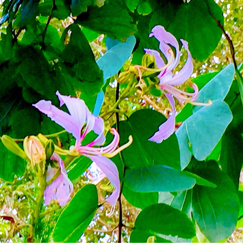 Plant image Bauhinia Purpurea (Phanera purpurea)