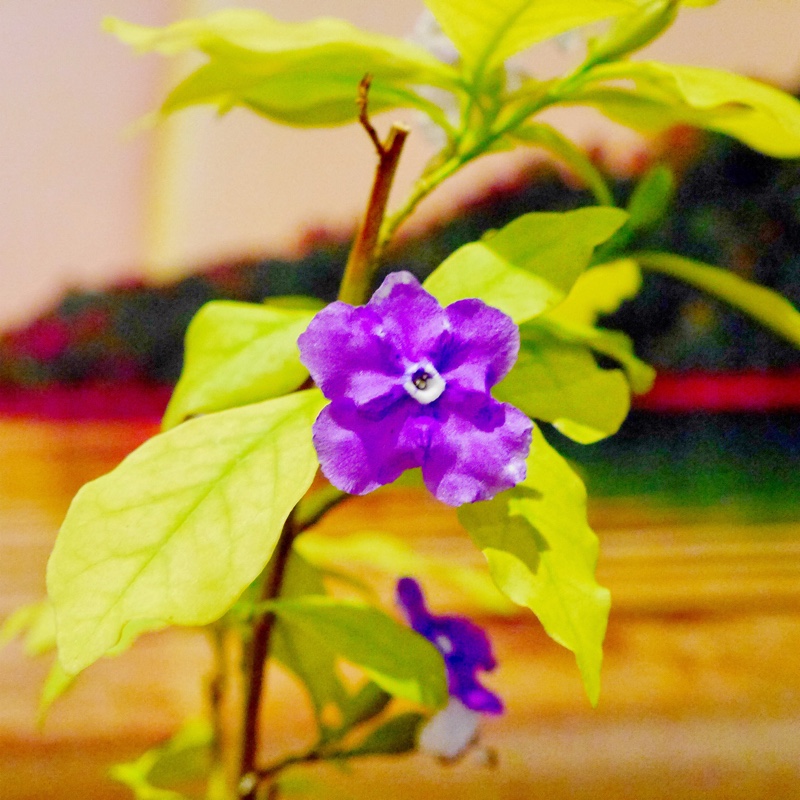 Brunfelsia pauciflora syn. Brunfelsia calycina