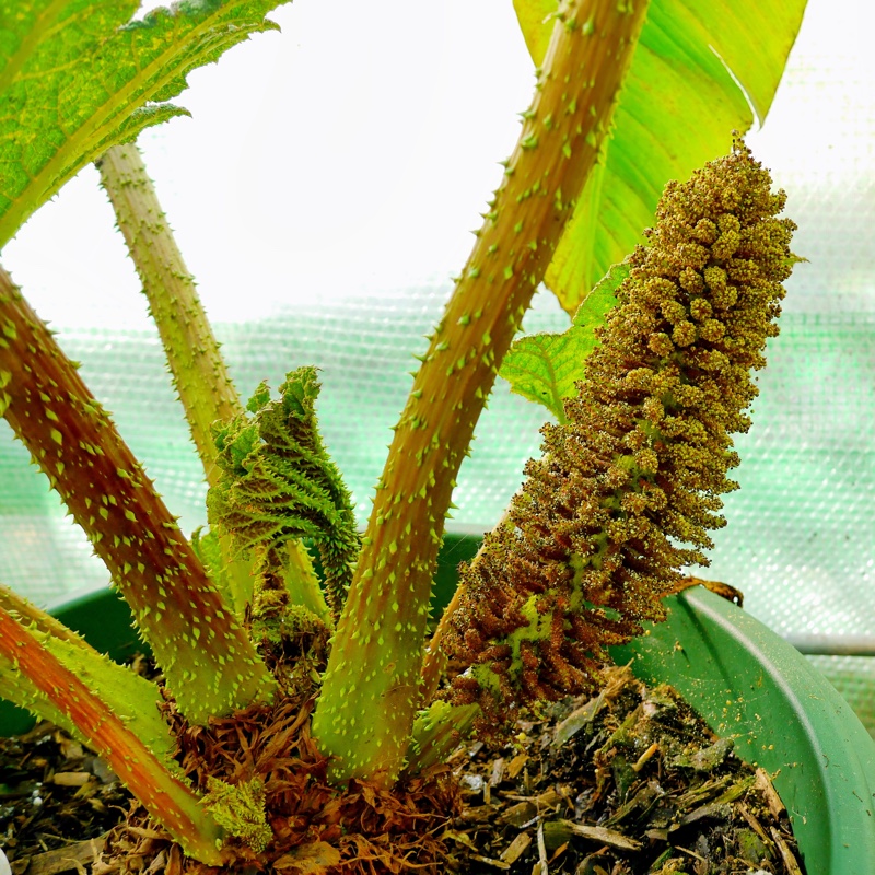 Gunnera manicata