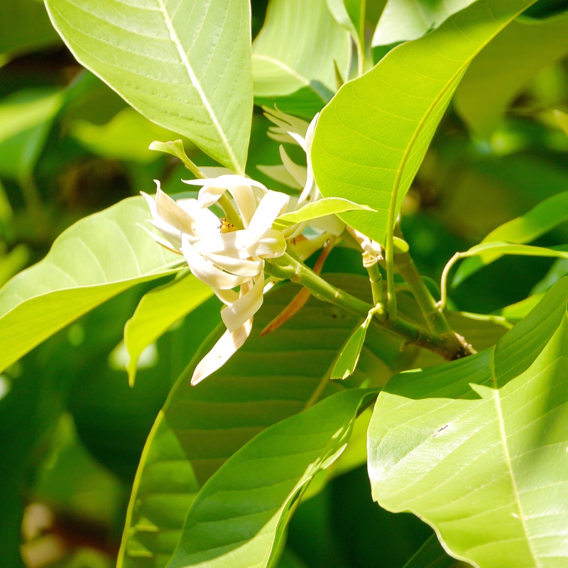 Plant image Michelia Alba