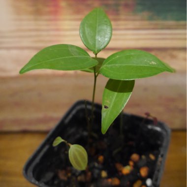 Cinnamomum verum