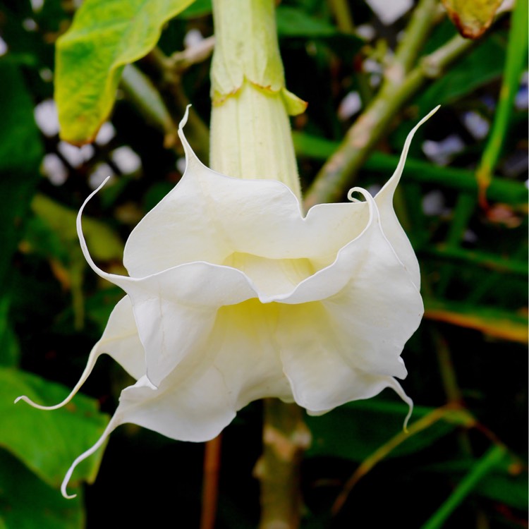 Plant image Brugmansia 'Lemon Meringue'