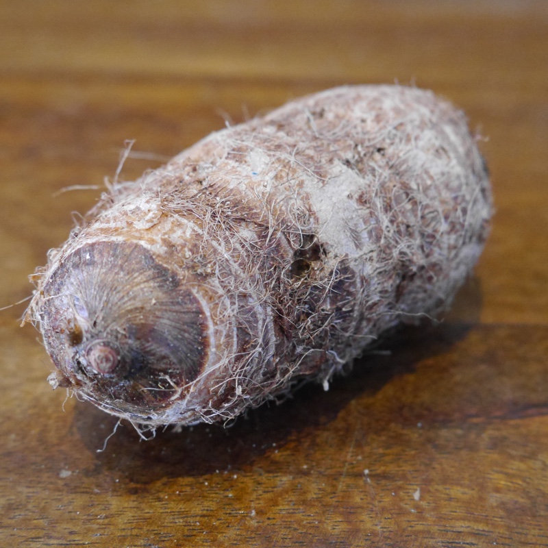 Colocasia esculenta  syn. Colocasia antiquorum