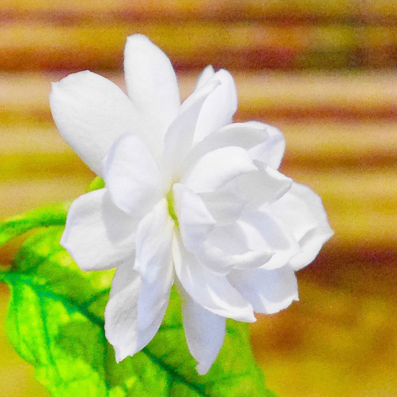 Jasminum sambac var. 'Mali Chat'