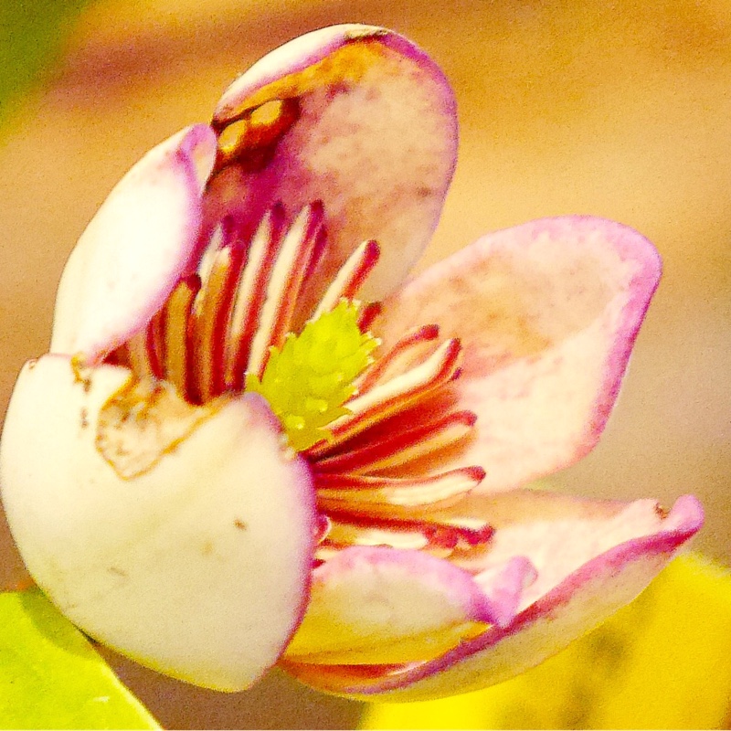 Plant image Michelia figo syn. Magnolia figo