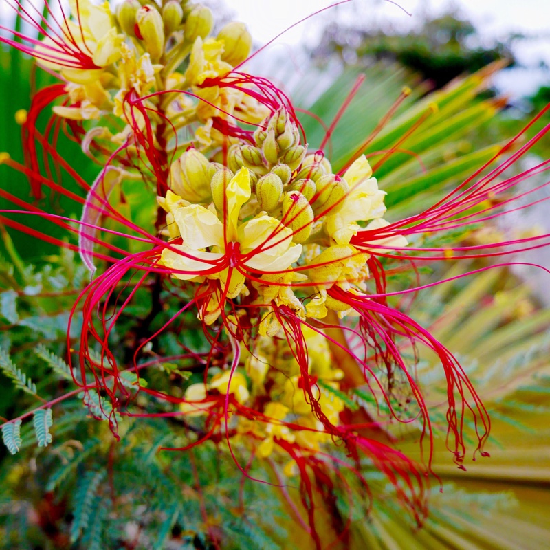 Plant image Erythrostemon gilliesii syn. Caesalpinia gilliesii