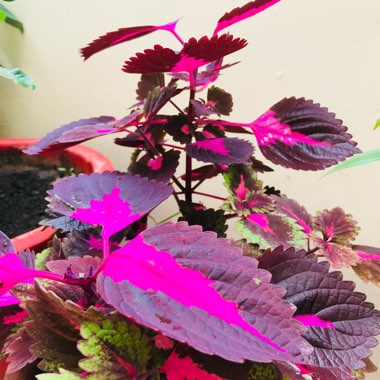 Coleus 'China Rose'