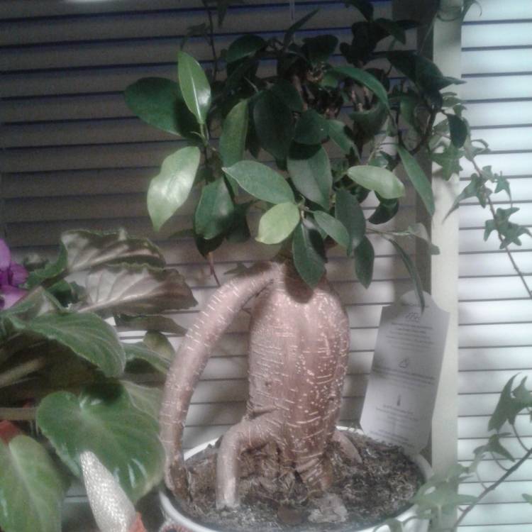 Plant image Ficus formosana (Bonsai)