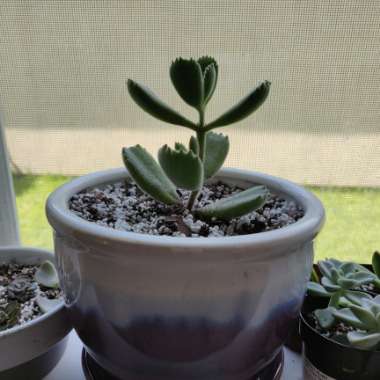 Cotyledon tomentosa