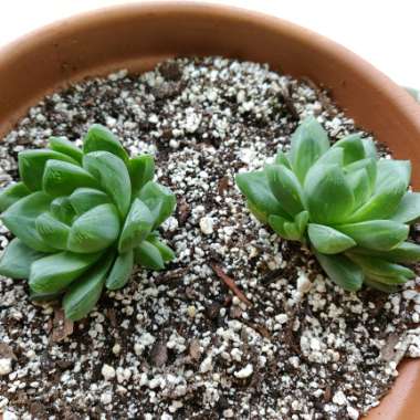 Haworthia Cymbiformis