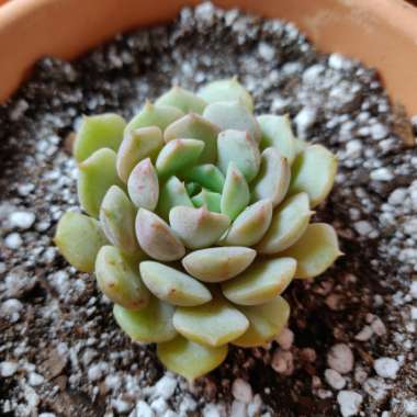 Echeveria Dondo