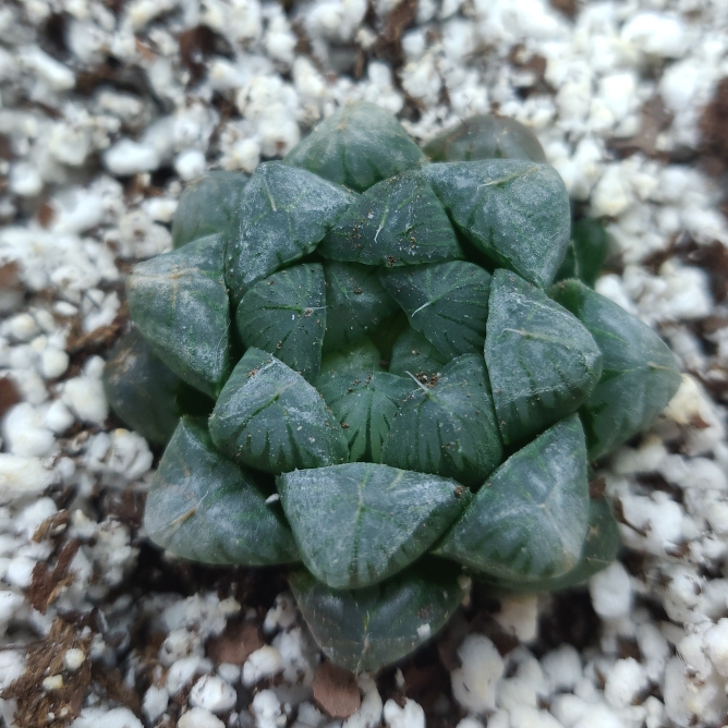 plant image 1196631