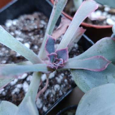 Echeveria Shaviana Pink Frills