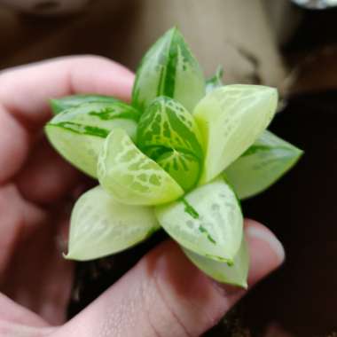 Haworthia cymbiformis variegata