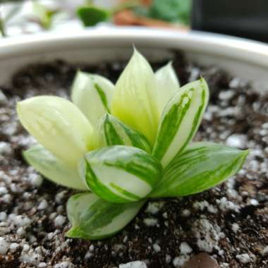 Haworthia cymbiformis variegata