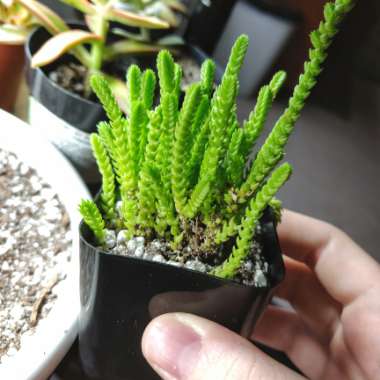 Crassula muscosa