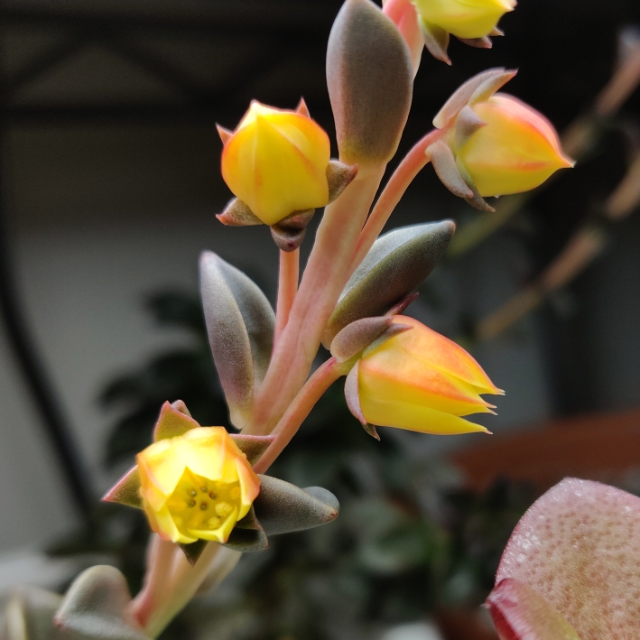 plant image 1213054