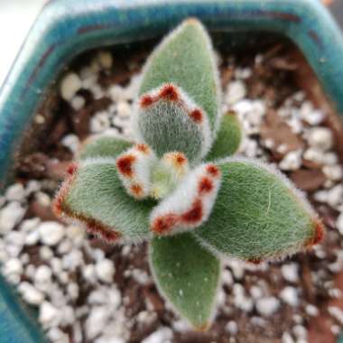 Kalanchoe tomentosa