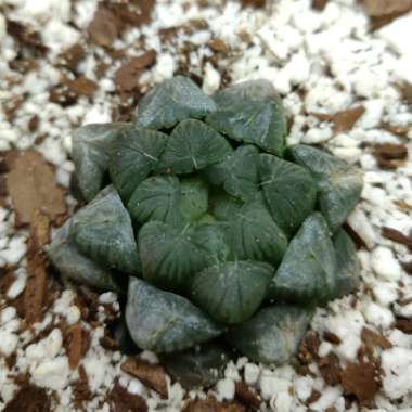 Haworthia cooperi var. truncata 