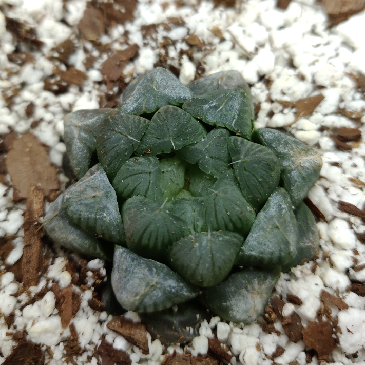 Plant image Haworthia cooperi var. truncata 