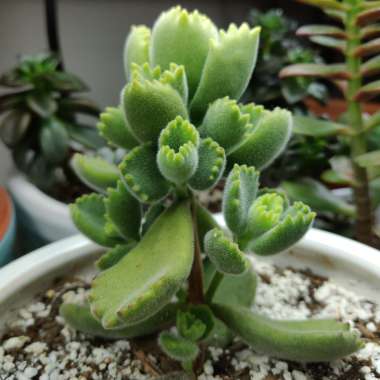 Cotyledon tomentosa